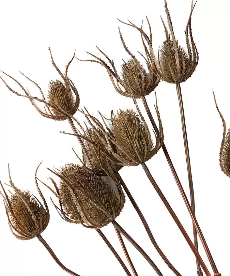 Joe Browns Floral Décor | Home Accessories*Set Of 3 Large Triple Teasle Plant Stems